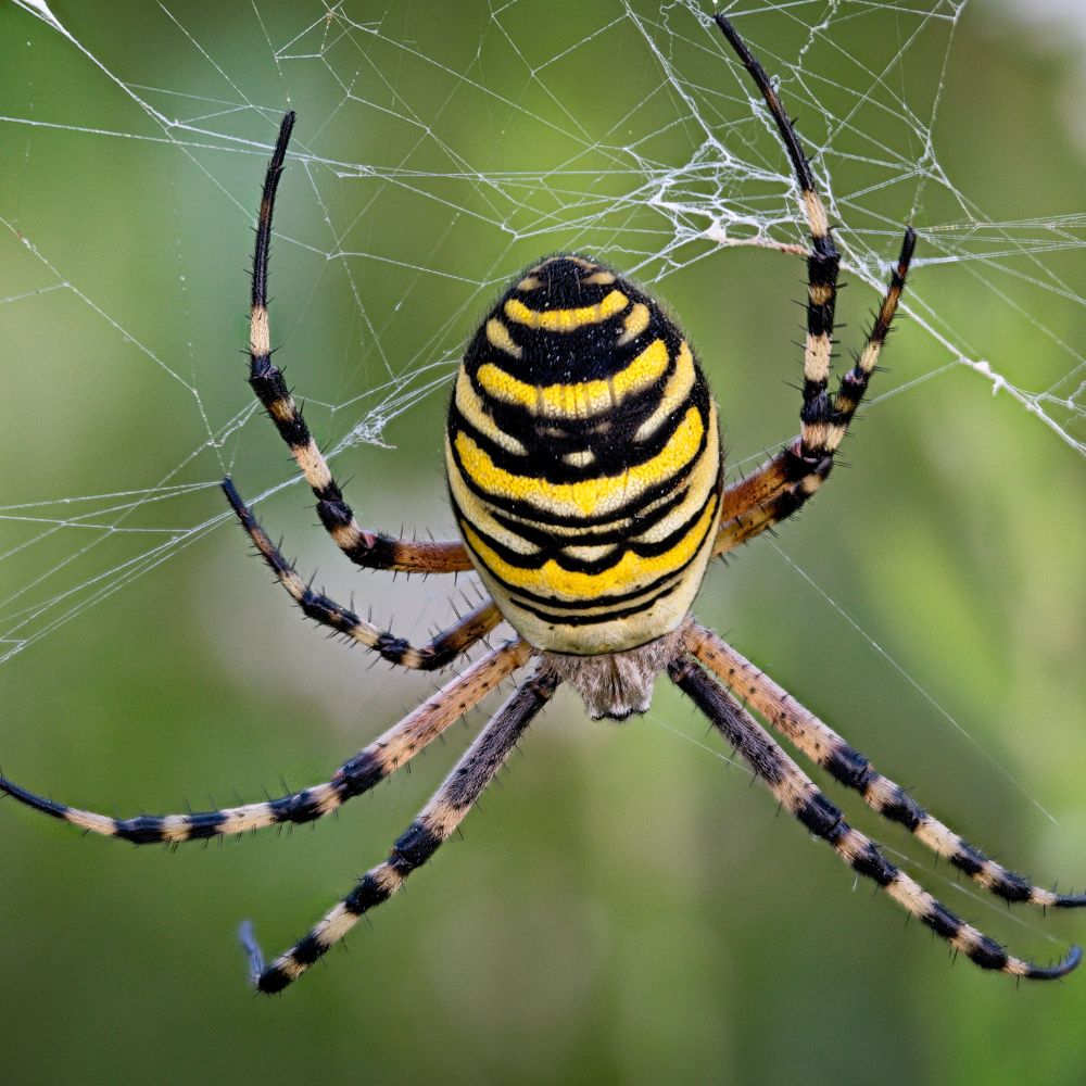 Nampa Spider Pest Control Company