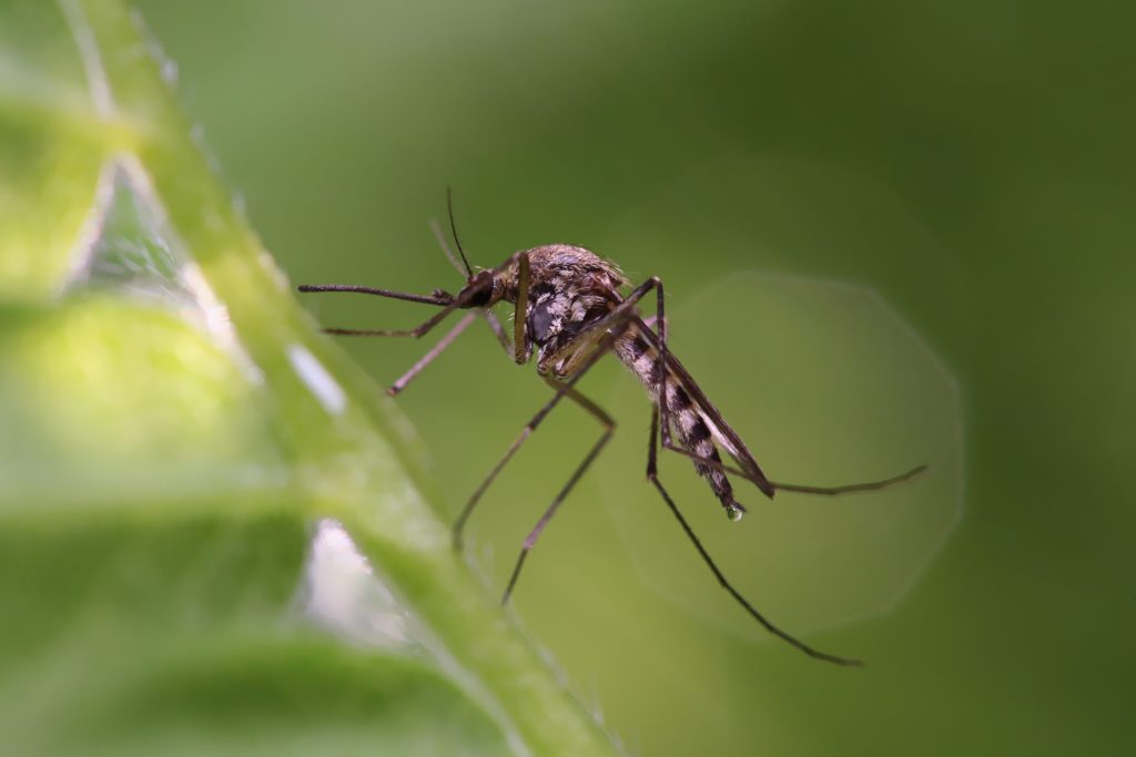 Pest Control Meridian ID