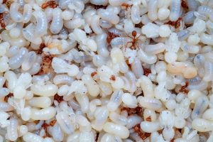 Ant Eggs